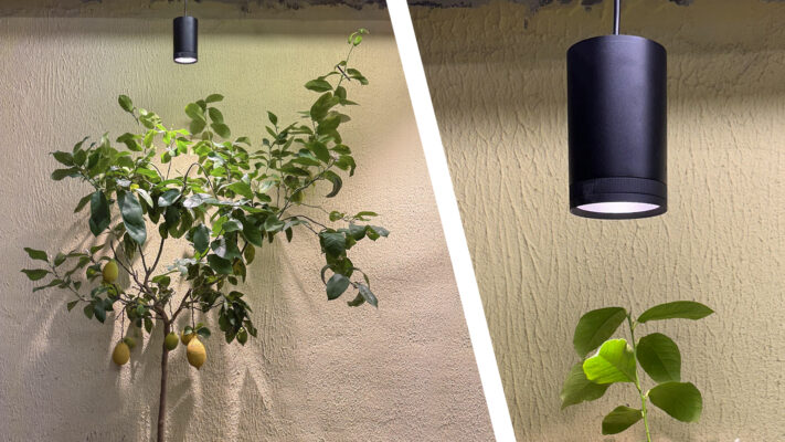 Kasvien tärkeimmät tarpeet ovat valo ja vesi. Fokus kasvivalo antaa tarvittavan määrän valoa monipuolisten säätöjen ansiosta. - LedStore A black FOKUS grow light above the lemon tree.
