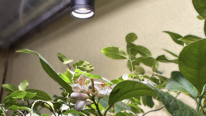 Kasvivalo_4 - LedStore A blooming lemon tree under the FOKUS grow light.