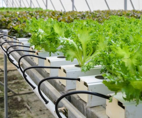Quora: Hydroponisk odling - LedStore Hydroponisk odling
