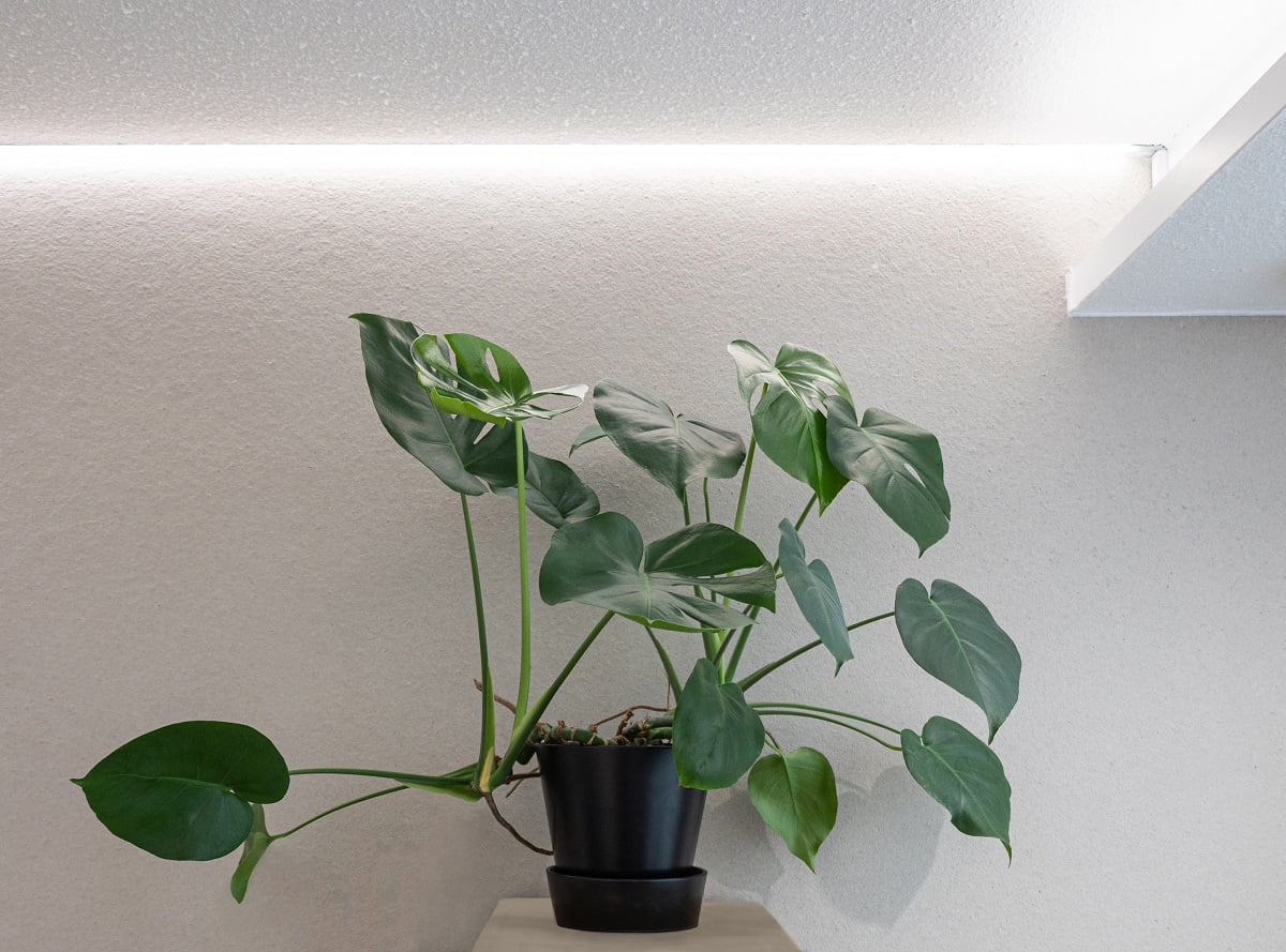 led-kasvivalaistus voi olla myös huoneen yleisvalaistus, joka säädetään päivällä kylmälle sävylle.