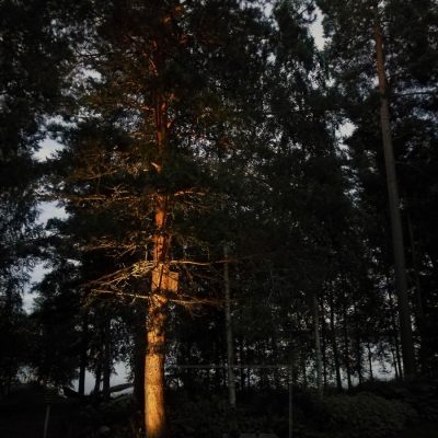 Pihalla puun korostus suunnattavalla maapiikki-valaisimella. Ledstore.fi