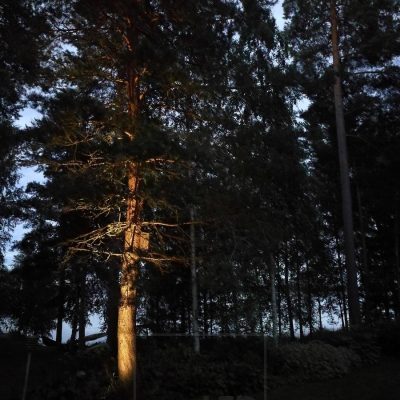 Ulkona puu valaistu suunnattavalla maapiikki-valaisimella. Ledstore.fi