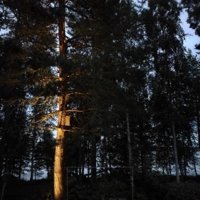 Pihassa puu valaistu maahan asennetulla maapiikki-valolla. Ledstore.fi