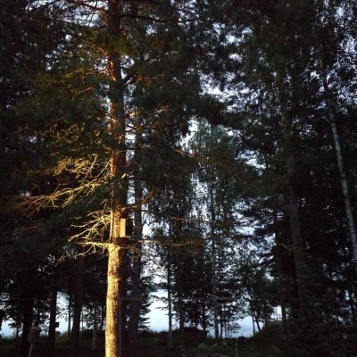 Puu valaistuna suunnattavalla maapiikillä. Ledstore.fi