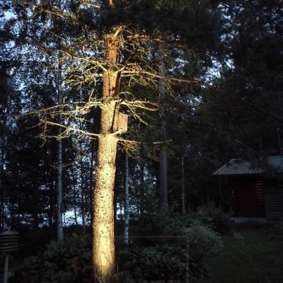 Puun valaiseminen ja korostaminen maapiikki-valaisimella. Ledstore.fi