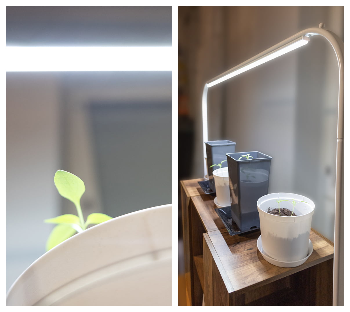 Taimet lähellä valoa kollaasi 2 - LedStore led-kasvivalaistus toimii hyvin