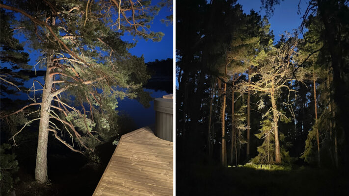 kuva-2-beam-puiden-valaisu-ledstorefi - LedStore Suuret männyt on valaistu alhaalta ylöspäin heijastevalon aikaansaamiseksi.