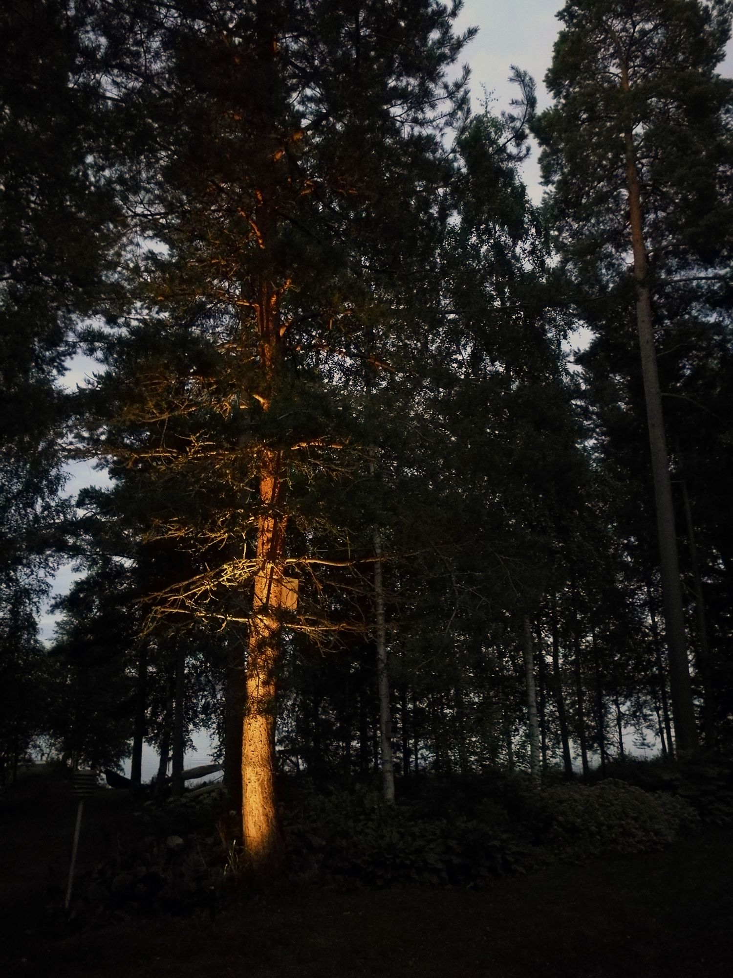 Pihalla puun korostus suunnattavalla maapiikki-valaisimella. Ledstore.fi